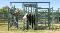 Calving Maternity Pen